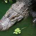Alligator Closeup
